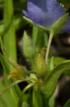 Virginia spiderwort